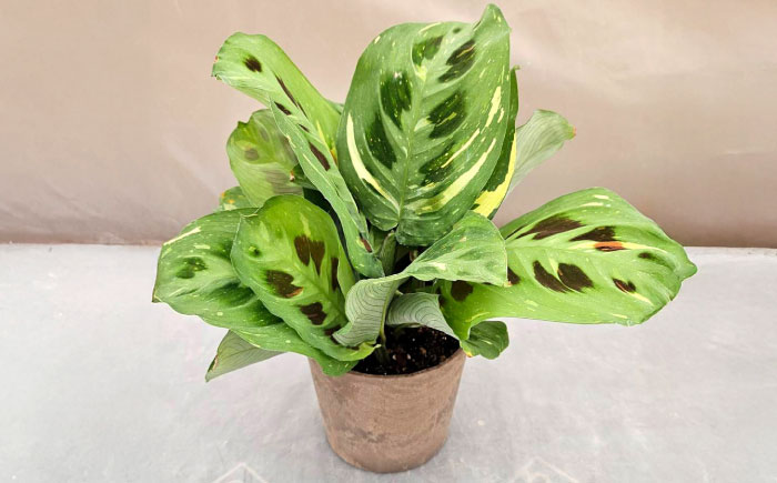 観葉植物 マランタケルコビアナバリエガータ 鉢植え 大村市 エコグリーンヒガシ/マランタ 室内植物 鉢付き 植物 インテリア おしゃれ プレゼント ギフト [ACAL011]