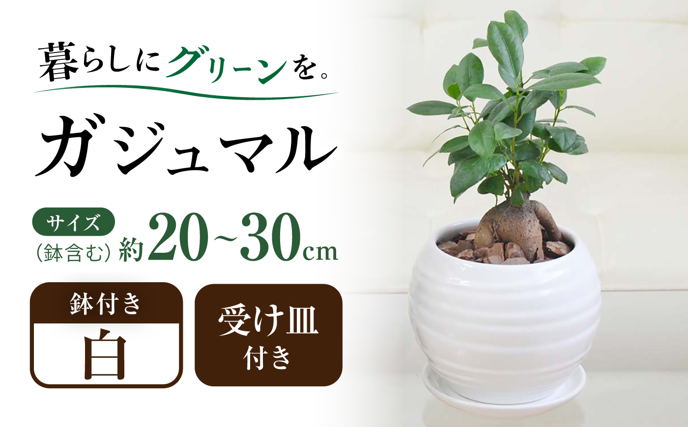 ガジュマル3号　ボール型陶器鉢（白）観葉植物 大村市 琴花園 /観葉植物 室内 観葉 植物 ガジュマル インテリア 小さめ [ACYK047]