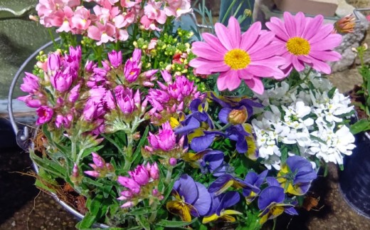 【4回定期便】おまかせ 季節の 寄せ植え プランター  / 観葉植物 鉢植え 鉢 植物 花 フラワー 旬 育てやすい 寄せ植え おしゃれ インテリア プランター / 大村市 / アトリウム琴花園[ACZZ009]