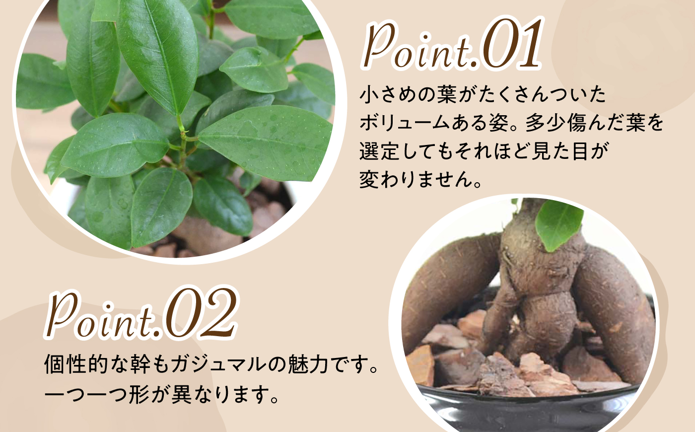 ガジュマル 3号 ボール型陶器鉢（黒）観葉植物 大村市 琴花園/観葉植物 室内 観葉 植物 ガジュマル インテリア 小さめ [ACYK046]
