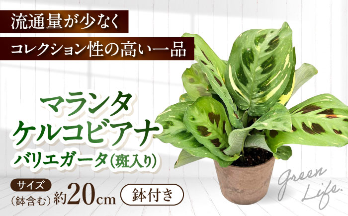 観葉植物 マランタケルコビアナバリエガータ 鉢植え 大村市 エコグリーンヒガシ/マランタ 室内植物 鉢付き 植物 インテリア おしゃれ プレゼント ギフト [ACAL011]