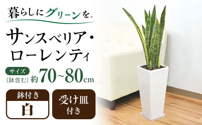 観葉植物 サンスベリア ローレンティ 7号 白 陶器鉢植え 75cm ロングスクエア/サンスベリア 鉢植え 観葉 植物 インテリア おしゃれ プレゼント/大村市/琴花園 [ACYK044]