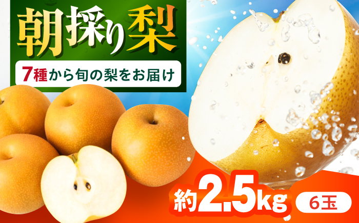 長崎県産 朝採り旬の梨 約2.5kg 6玉 大村市 産直松吉/梨 なし 幸水 豊水 秋麗 あきづき 新高 20世紀 二十世紀 かんた [ACZC011]