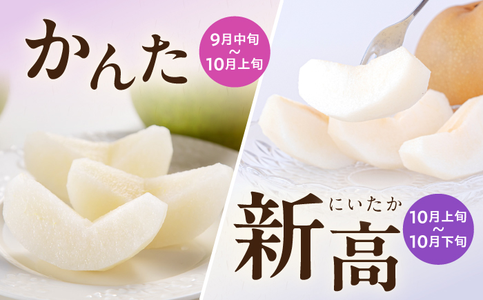 長崎県産 朝採り旬の梨 約2.5kg 6玉 大村市 産直松吉/梨 なし 幸水 豊水 秋麗 あきづき 新高 20世紀 二十世紀 かんた [ACZC011]