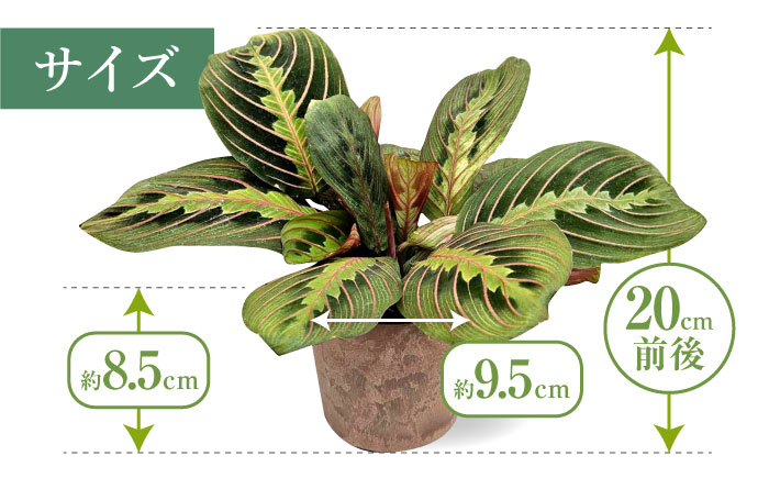観葉植物 マランタレウコネウラ 鉢植え 大村市 エコグリーンヒガシ/マランタ 室内植物 鉢付き 植物 インテリア おしゃれ プレゼント ギフト [ACAL009]