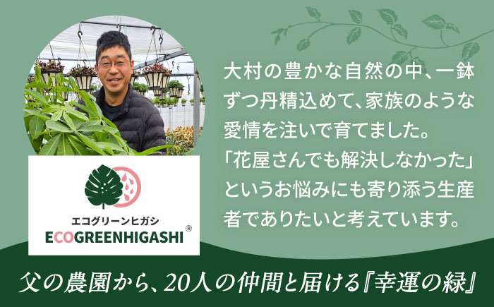 観葉植物 ドルセナトルネード 鉢植え 大村市 エコグリーンヒガシ/室内植物 鉢付き 植物 インテリア おしゃれ プレゼント ギフト [ACAL008]