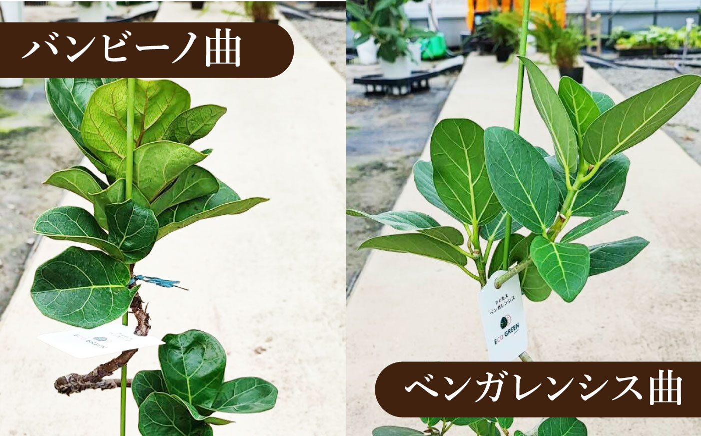 【プレミアム土付き】オリジナル3点セット（ゴムの木曲がり・ミニ観葉植物・プレミアム土）大村市 エコグリーンヒガシ/観葉植物 室内 植物 ゴムの木 アルテシマ ウンベラータ ティネケ ベンガレンシス バンビーノ ルビー トラディスカンチア インテリア おしゃれ プレゼント ギフト [ACAL012]