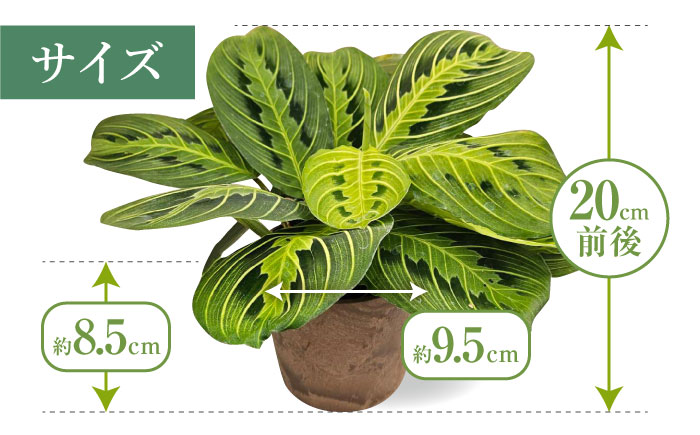 観葉植物 マランタレモンライム 鉢植え 大村市 エコグリーンヒガシ/マランタ 室内植物 植物 鉢付き インテリア おしゃれ ギフト プレゼント [ACAL010]