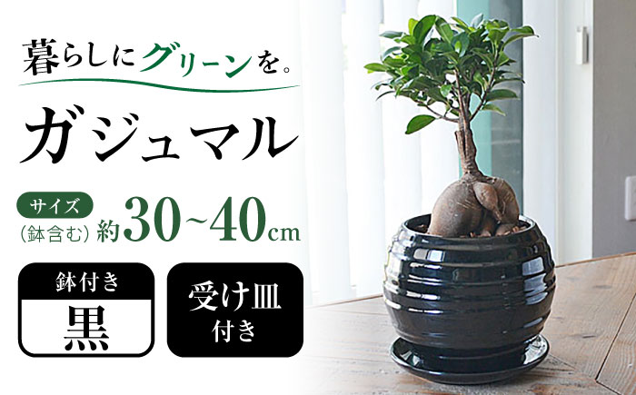 観葉植物 ガジュマル 多幸の木 ボール形 陶器 鉢 （黒）/がじゅまる ガジュマル 陶器鉢 観葉 植物 インテリア おしゃれ プレゼント/大村市/琴花園 [ACYK035]