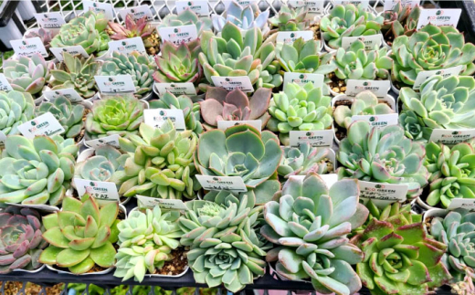 オリジナル鉢付き！かわいい売れ筋多肉植物お届けセットB / 観葉植物 多肉 多肉植物 インテリア / エコグリーンヒガシ / 大村市[ACAL005]