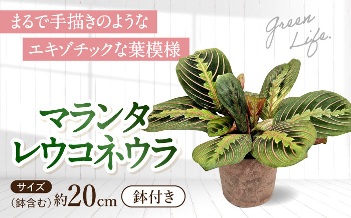 観葉植物 マランタレウコネウラ 鉢植え 大村市 エコグリーンヒガシ/マランタ 室内植物 鉢付き 植物 インテリア おしゃれ プレゼント ギフト [ACAL009]
