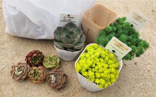 オリジナル鉢付き！かわいい売れ筋多肉植物お届けセットB / 観葉植物 多肉 多肉植物 インテリア / エコグリーンヒガシ / 大村市[ACAL005]