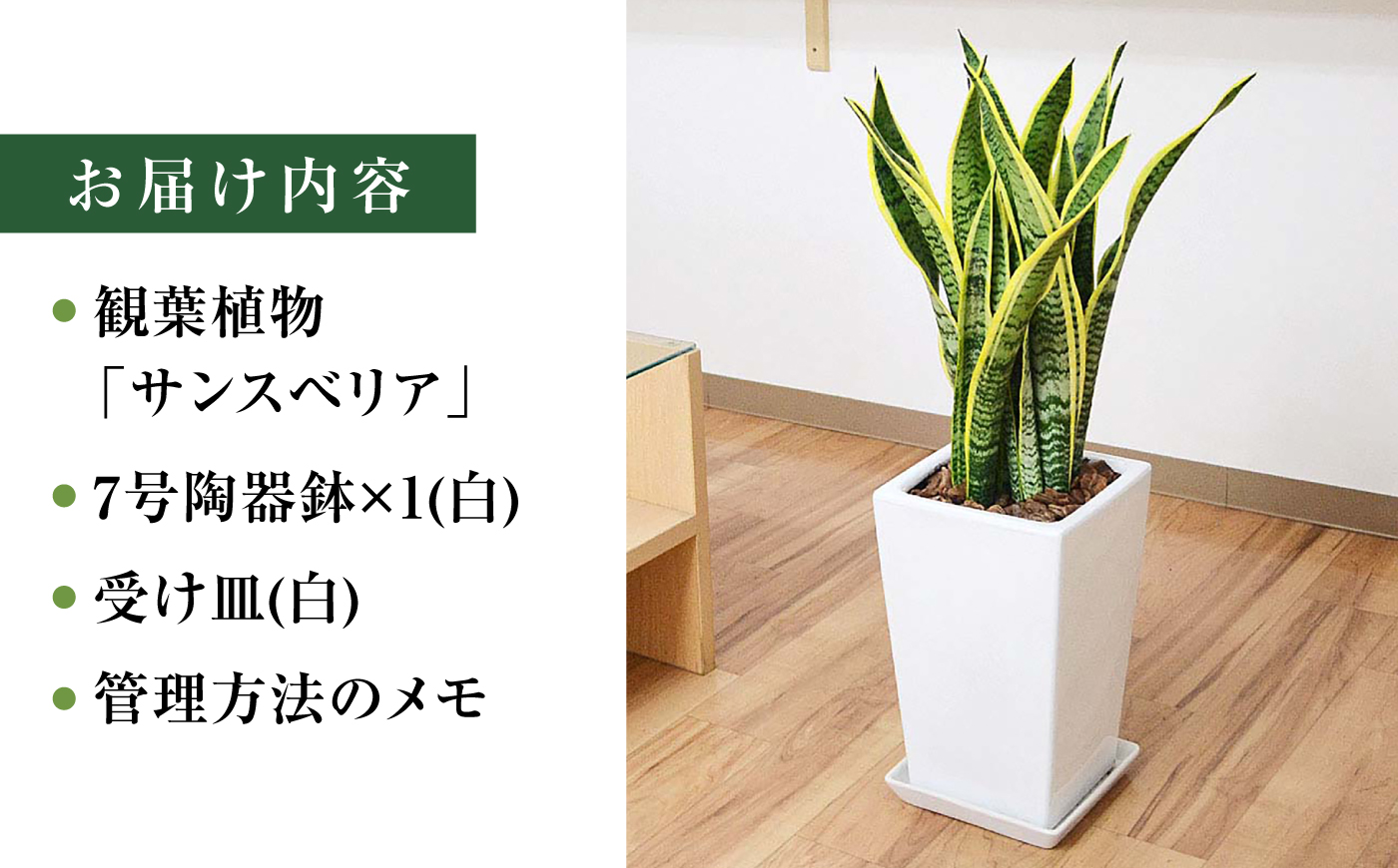 サンスベリア ローレンティ スクエア陶器鉢7号 観葉植物 大村市 琴花園/観葉植物 室内 観葉植物 サンスベリア 7号 [ACYK048]