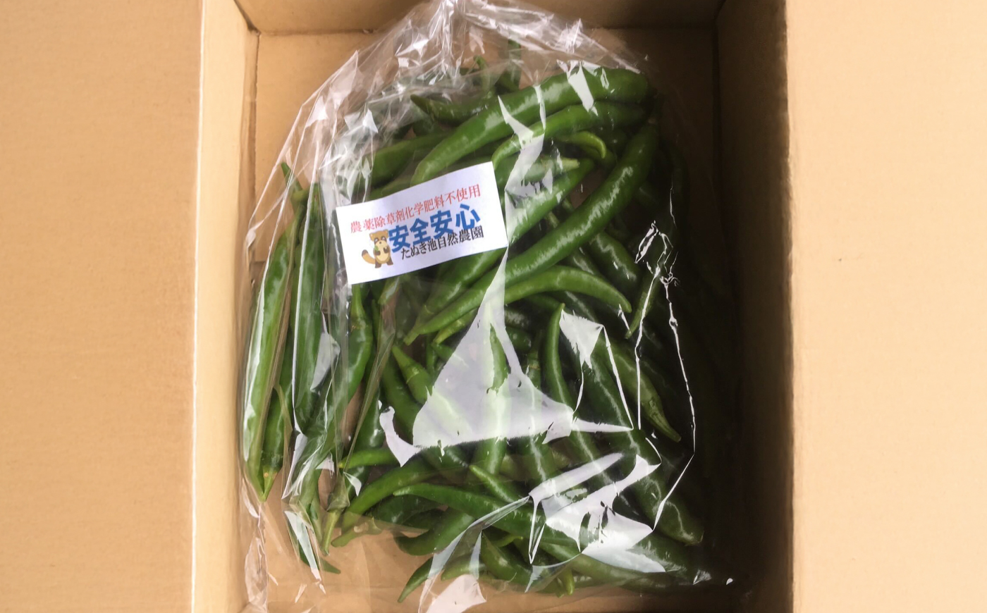 【栽培期間中農薬不使用】青唐辛子 フレッシュ 200g  大村市 たぬき池自然農園/ 唐辛子 生唐辛子 トウガラシ とうがらし [ACCJ005]