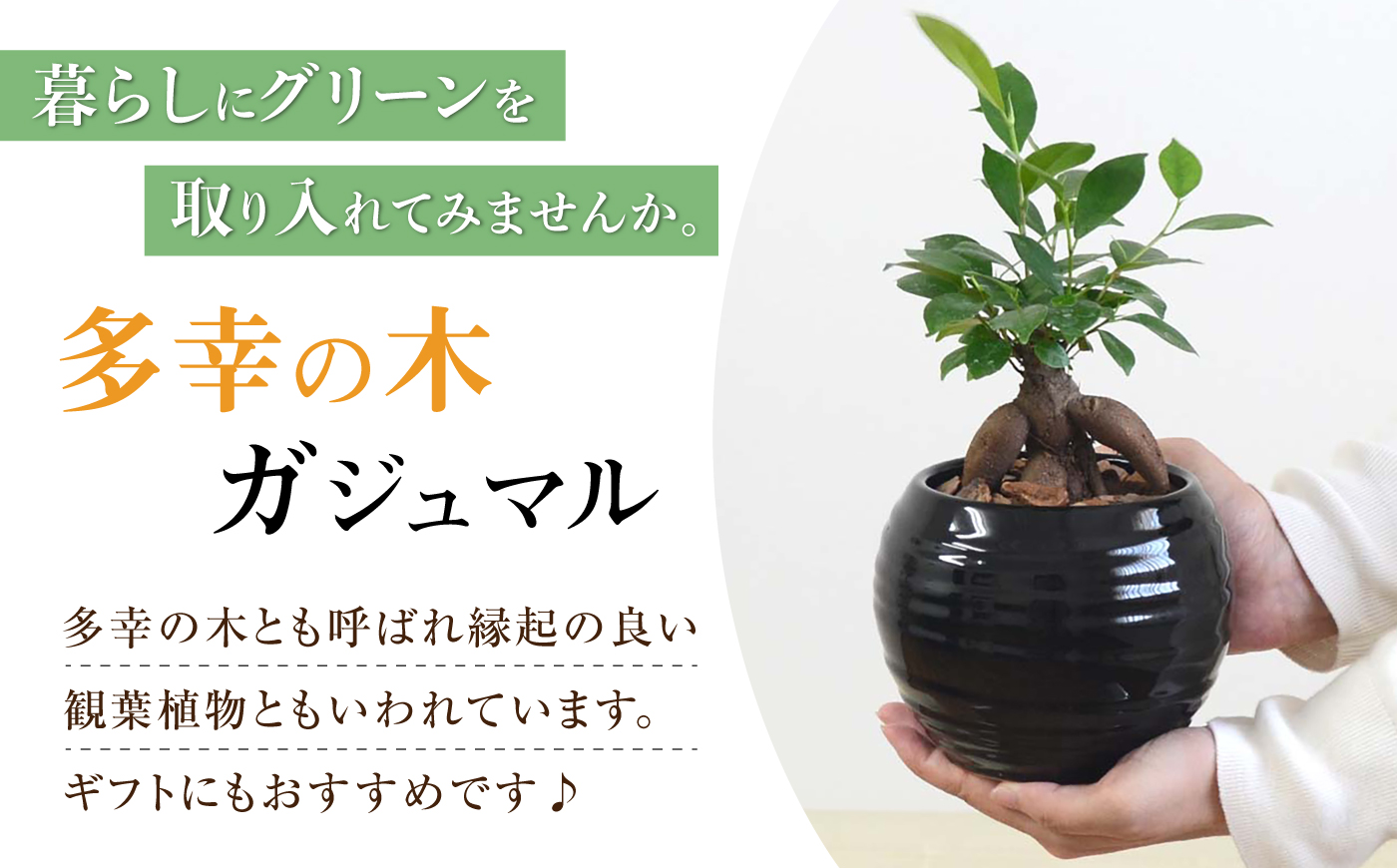 ガジュマル 3号 ボール型陶器鉢（黒）観葉植物 大村市 琴花園/観葉植物 室内 観葉 植物 ガジュマル インテリア 小さめ [ACYK046]