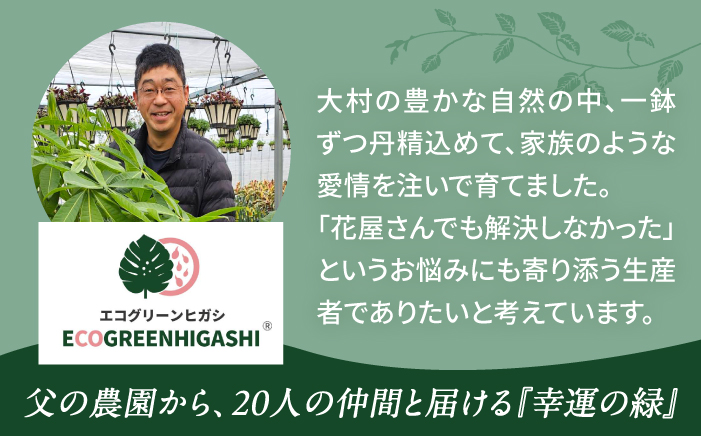【プレミアム土付き】オリジナル3点セット（ゴムの木曲がり・ミニ観葉植物・プレミアム土）大村市 エコグリーンヒガシ/観葉植物 室内 植物 ゴムの木 アルテシマ ウンベラータ ティネケ ベンガレンシス バンビーノ ルビー トラディスカンチア インテリア おしゃれ プレゼント ギフト [ACAL012]
