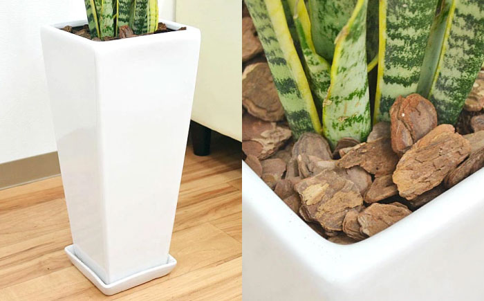 観葉植物 サンスベリア ローレンティ 7号 白 陶器鉢植え 75cm ロングスクエア/サンスベリア 鉢植え 観葉 植物 インテリア おしゃれ プレゼント/大村市/琴花園 [ACYK044]