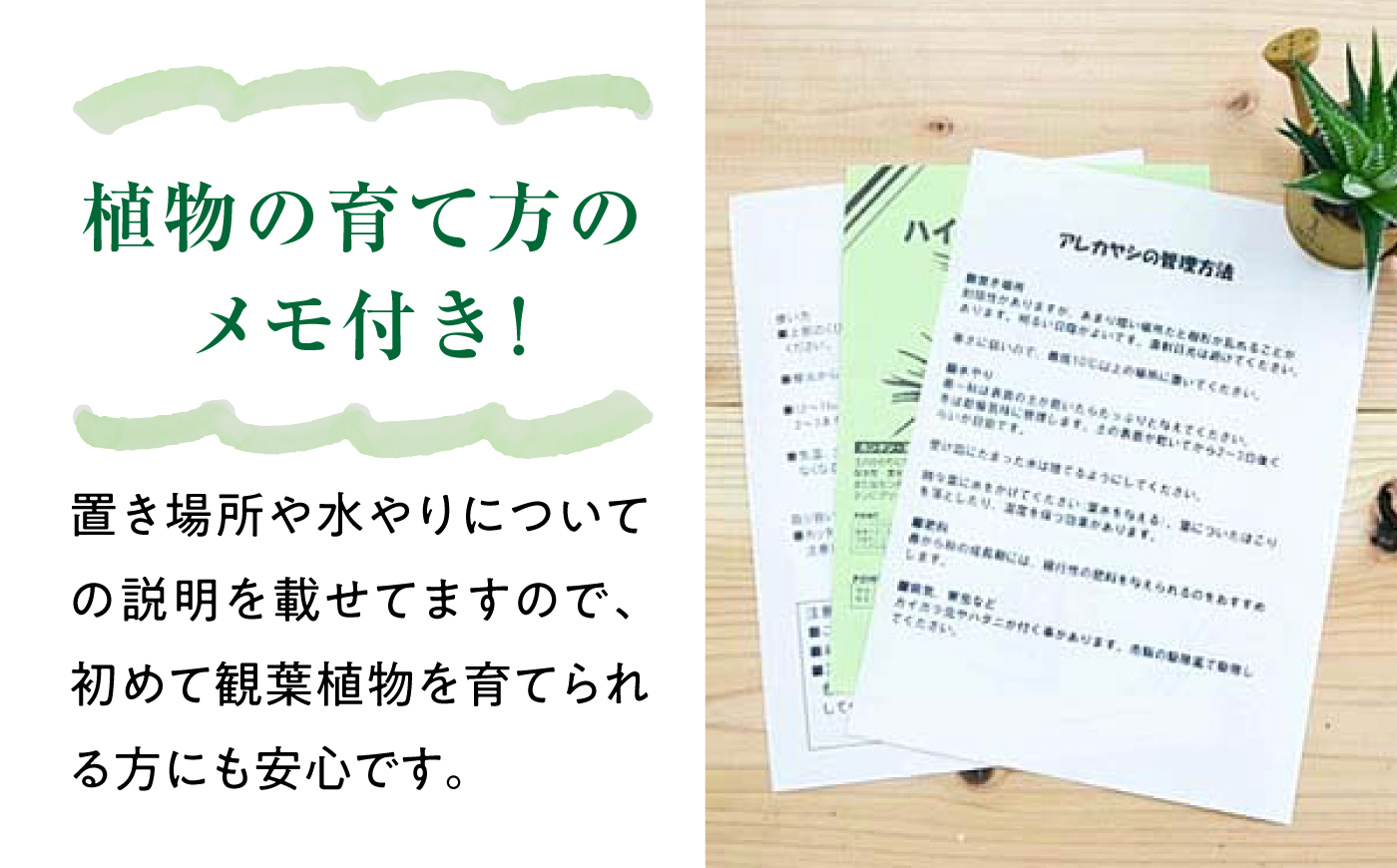 サンスベリア ローレンティ スクエア陶器鉢7号 観葉植物 大村市 琴花園/観葉植物 室内 観葉植物 サンスベリア 7号 [ACYK048]