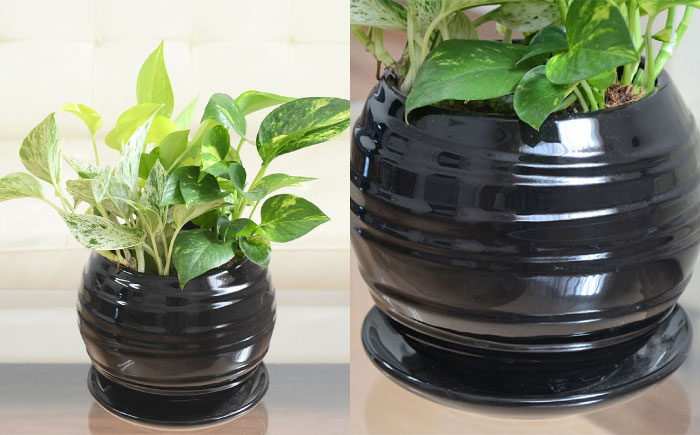 観葉植物 ポトス オウゴンカズラ 3種 寄せ植え ボール形 陶器 鉢植え （黒）/観葉 鉢 植物 インテリア おしゃれ プレゼン/大村市/琴花園 [ACYK036]