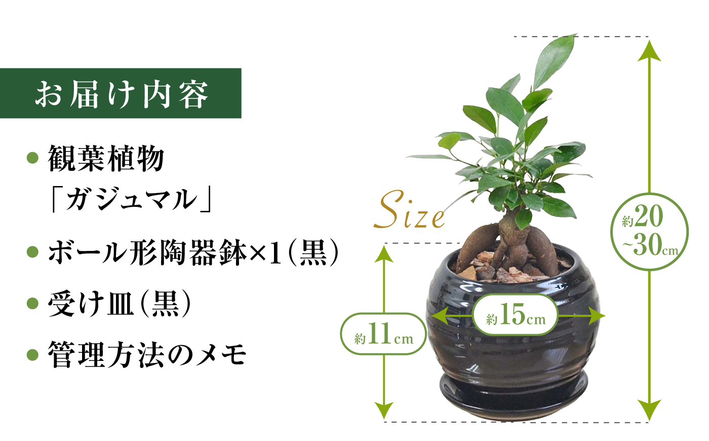 ガジュマル 3号 ボール型陶器鉢（黒）観葉植物 大村市 琴花園/観葉植物 室内 観葉 植物 ガジュマル インテリア 小さめ [ACYK046]