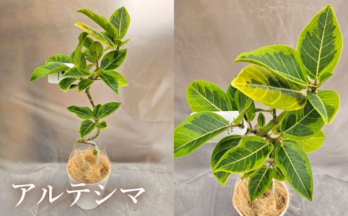 観葉植物 フィカスゴムの木 鉢植え 大村市 エコグリーンヒガシ/フィカス ゴムの木 ゴムノキ 鉢付き 室内 植物 インテリア プレゼント ギフト [ACAL007]