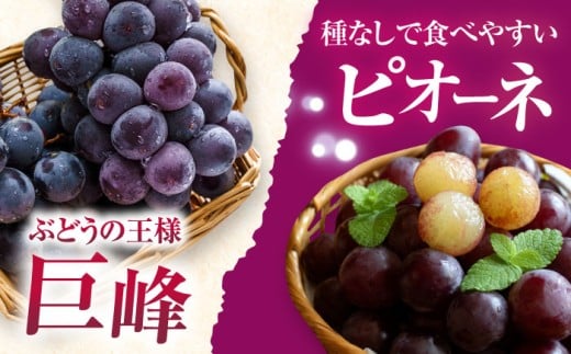 【2026年8月中旬より順次発送予定】シャインマスカット・ぶどうセット 約1.5kg / 先行予約 シャインマスカット しゃいんますかっと マスカット ますかっと ブドウ ぶどう 葡萄 フルーツ ふるーつ 果物 くだもの 期間限定 数量限定 / 大村市 / おおむら夢ファームシュシュ[ACAA007]