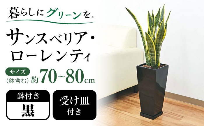 観葉植物 サンスベリア ローレンティ 7号 黒 陶器鉢植え 75cm ロングスクエア/サンスベリア 鉢植え 観葉 植物 インテリア おしゃれ プレゼント/大村市/琴花園 [ACYK045]