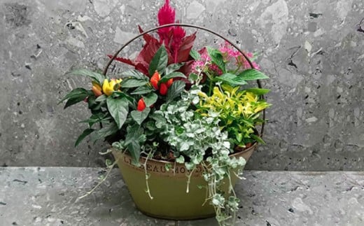 【4回定期便】おまかせ 季節の 寄せ植え プランター  / 観葉植物 鉢植え 鉢 植物 花 フラワー 旬 育てやすい 寄せ植え おしゃれ インテリア プランター / 大村市 / アトリウム琴花園[ACZZ009]