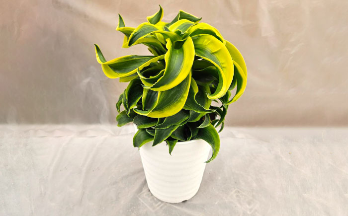 観葉植物 ドルセナトルネード 鉢植え 大村市 エコグリーンヒガシ/室内植物 鉢付き 植物 インテリア おしゃれ プレゼント ギフト [ACAL008]