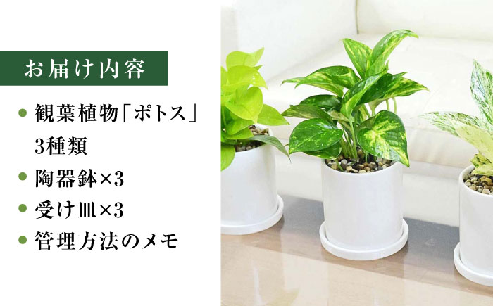 観葉植物 ポトス 3種類 3鉢セット/観葉 観葉植物セット ぽとす 植物 鉢 インテリア おしゃれ プレゼント/大村市/琴花園 [ACYK037]