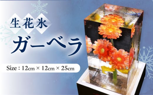 生花氷 ガーベラ (12cm×12cm×25cm) 約4kg 氷 花 インテリア プレゼント ギフト  大村市 大村製氷[ACZN003]