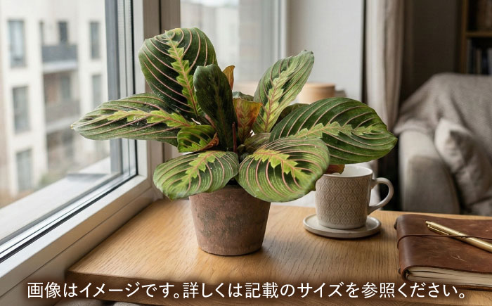 観葉植物 マランタレウコネウラ 鉢植え 大村市 エコグリーンヒガシ/マランタ 室内植物 鉢付き 植物 インテリア おしゃれ プレゼント ギフト [ACAL009]