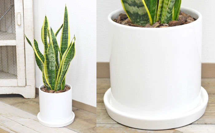 観葉植物 サンスベリア  ローレンティ バーティカルライン タグ付き 4号 ホワイト/サンスベリア 鉢植え 観葉 植物 インテリア おしゃれ プレゼント/大村市/琴花園 [ACYK043]