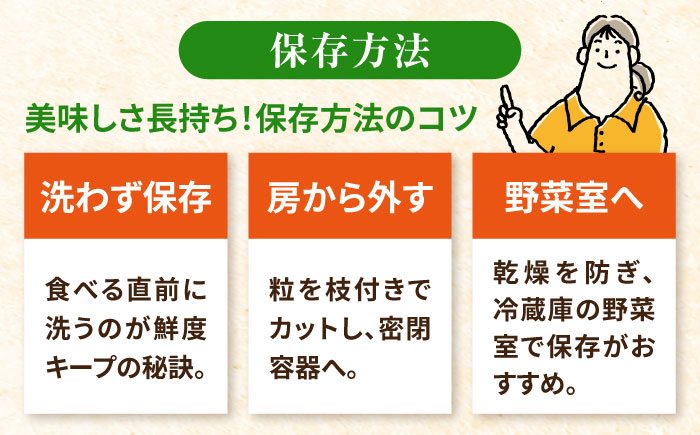 【2026年8月中旬以降発送開始】 シャインマスカット 2〜3房 約1.5kg /マスカット シャイン ぶどう 葡萄/大村市/おおむら夢ファームシュシュ [ACAA480]