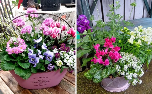 【4回定期便】おまかせ 季節の 寄せ植え プランター  / 観葉植物 鉢植え 鉢 植物 花 フラワー 旬 育てやすい 寄せ植え おしゃれ インテリア プランター / 大村市 / アトリウム琴花園[ACZZ009]