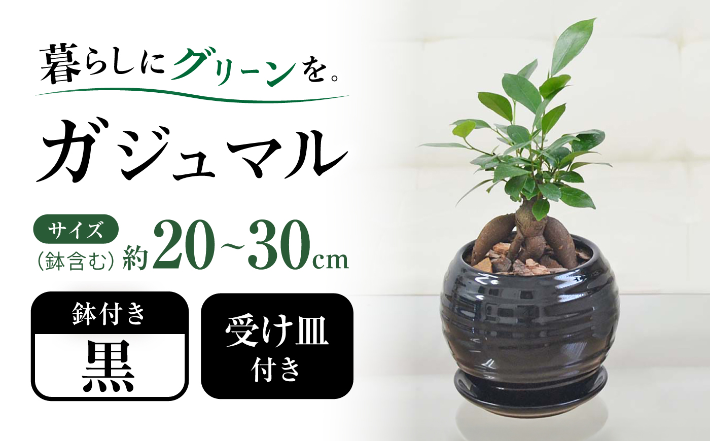 ガジュマル 3号 ボール型陶器鉢（黒）観葉植物 大村市 琴花園/観葉植物 室内 観葉 植物 ガジュマル インテリア 小さめ [ACYK046]