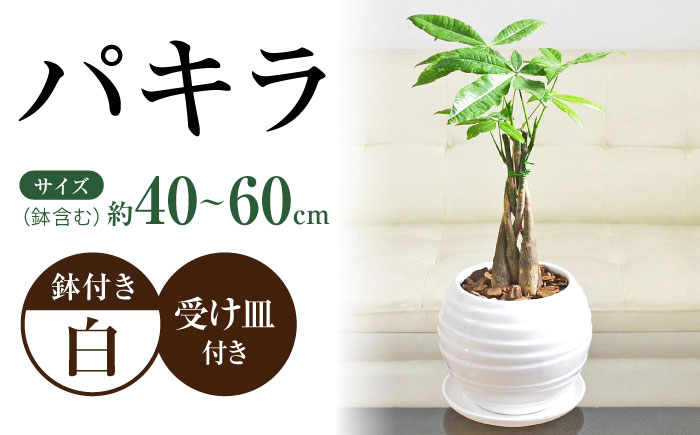 観葉植物 パキラ 編み込み ボール形 陶器鉢植え/ 観葉 植物 インテリア おしゃれ プレゼント/大村市/琴花園 [ACYK041]