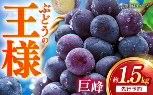 【先行予約：2026年8月中旬より順次発送予定】 巨峰 種あり 約1.5kg / ぶどう 葡萄 フルーツ / 大村市 / おおむら夢ファームシュシュ [ACAA379]
