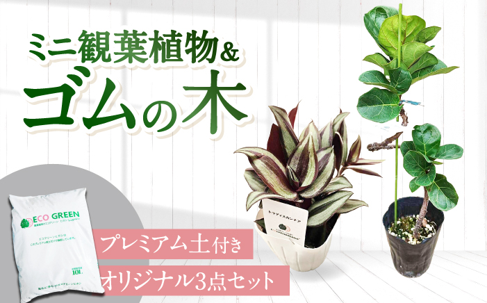 【プレミアム土付き】オリジナル3点セット（ゴムの木曲がり・ミニ観葉植物・プレミアム土）大村市 エコグリーンヒガシ/観葉植物 室内 植物 ゴムの木 アルテシマ ウンベラータ ティネケ ベンガレンシス バンビーノ ルビー トラディスカンチア インテリア おしゃれ プレゼント ギフト [ACAL012]