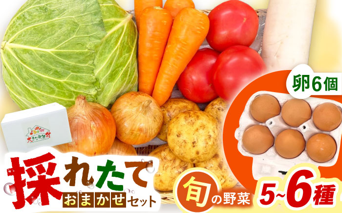 採れたてお野菜おまかせ（5～6種）・卵6個セット/ 野菜 やさい 野菜セット 野菜詰め合わせ 詰め合わせ セット たまご 卵 タマゴ 紅たまご こだまさんち / 大村市 / かとりストアー [ACAN105]