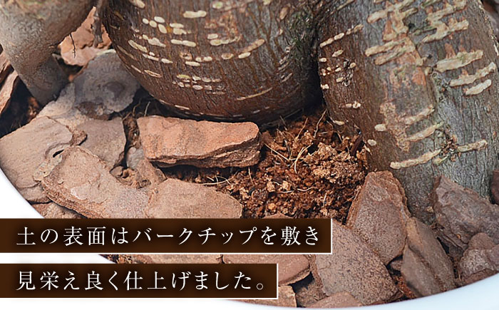観葉植物 ガジュマル 多幸の木 ボール形 陶器 鉢 （黒）/がじゅまる ガジュマル 陶器鉢 観葉 植物 インテリア おしゃれ プレゼント/大村市/琴花園 [ACYK035]