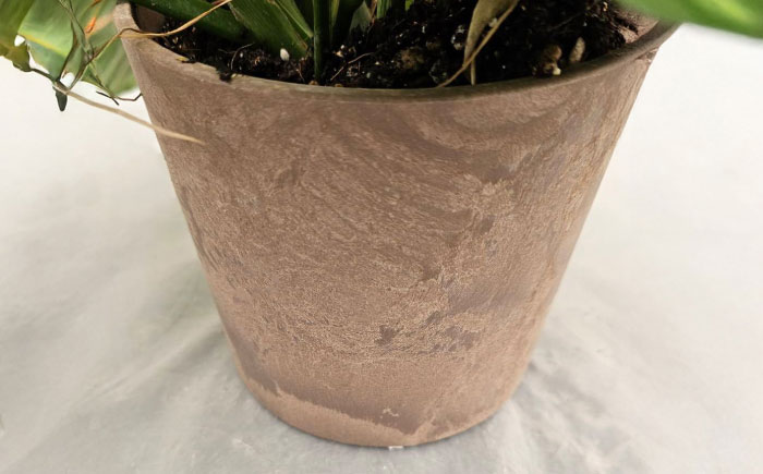 観葉植物 マランタレモンライム 鉢植え 大村市 エコグリーンヒガシ/マランタ 室内植物 植物 鉢付き インテリア おしゃれ ギフト プレゼント [ACAL010]