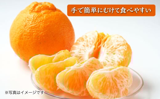 【2026年4月より順次発送予定】不知火 5kg　/ しらぬい みかん 果実 柑橘 / 大村市 / おおむら夢ファームシュシュ [ACAA299]