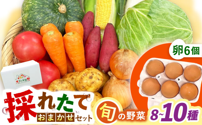 採れたてお野菜おまかせ（8～10種）・卵6個セット/ 野菜 やさい 野菜セット 野菜詰め合わせ 詰め合わせ セット たまご 卵 タマゴ 紅たまご こだまさんち / 大村市 / かとりストアー [ACAN107]