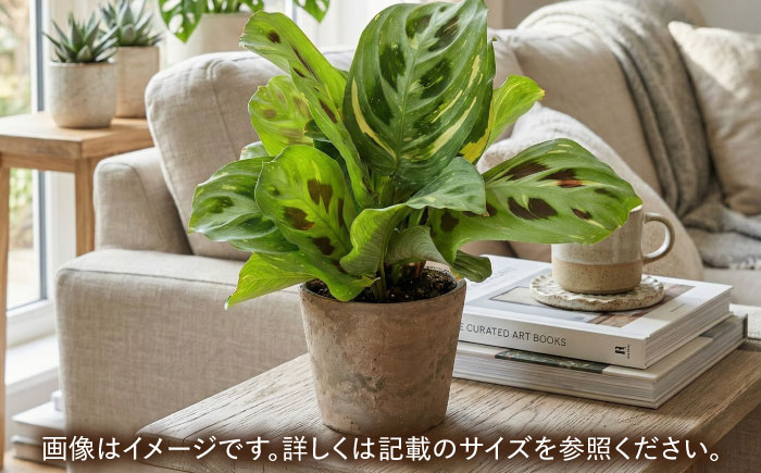 観葉植物 マランタケルコビアナバリエガータ 鉢植え 大村市 エコグリーンヒガシ/マランタ 室内植物 鉢付き 植物 インテリア おしゃれ プレゼント ギフト [ACAL011]