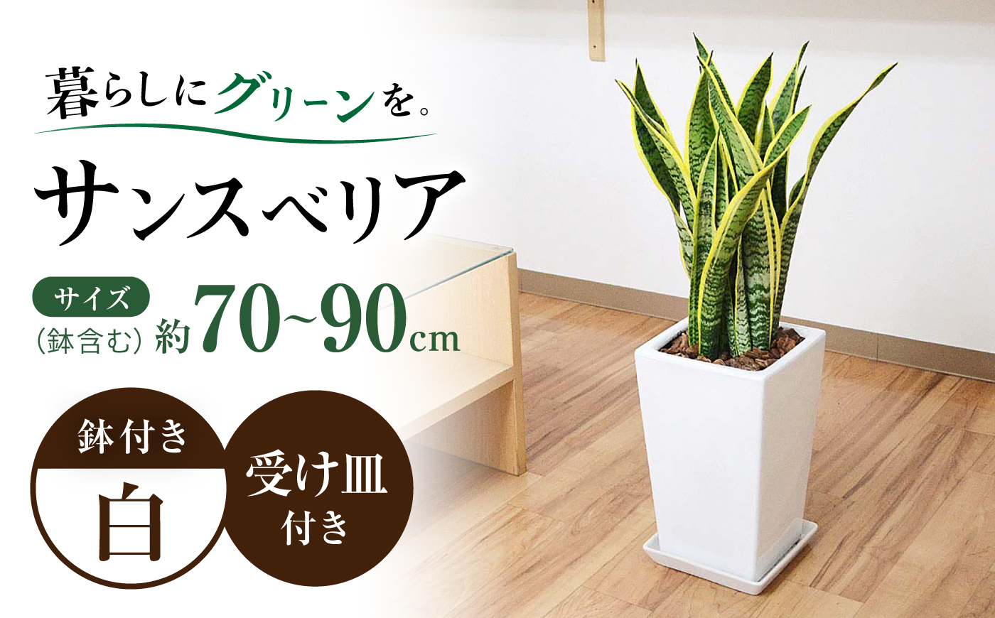 サンスベリア ローレンティ スクエア陶器鉢7号 観葉植物 大村市 琴花園/観葉植物 室内 観葉植物 サンスベリア 7号 [ACYK048]