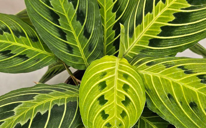 観葉植物 マランタレモンライム 鉢植え 大村市 エコグリーンヒガシ/マランタ 室内植物 植物 鉢付き インテリア おしゃれ ギフト プレゼント [ACAL010]