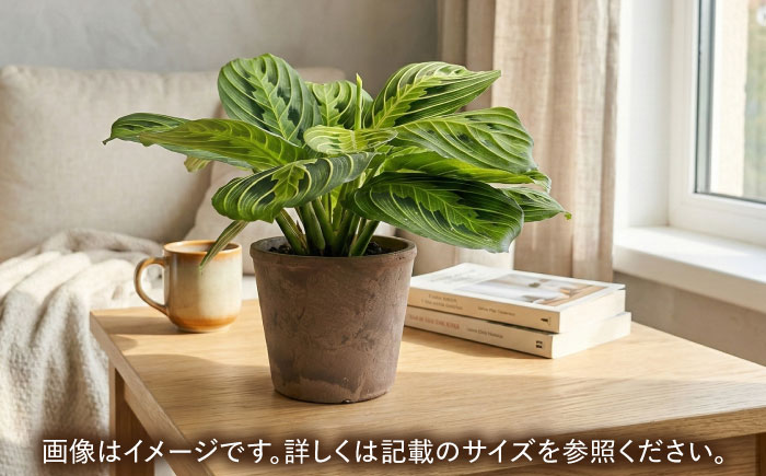 観葉植物 マランタレモンライム 鉢植え 大村市 エコグリーンヒガシ/マランタ 室内植物 植物 鉢付き インテリア おしゃれ ギフト プレゼント [ACAL010]