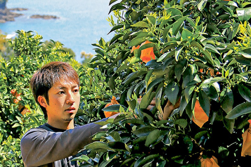 果物 オレンジ 平戸 夏香 & ジュース セット  [善果園 長崎県 平戸市 hr42bgy420206] みかん ミカン くだもの 柑橘 フルーツ 加工品