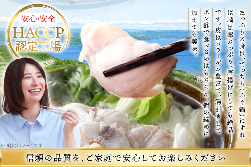 ふぐ 刺身 ふぐ鍋セット 活〆 おうごんとらふぐ 贅沢 セット 2人前 12回 定期便 [松永水産 長崎県 平戸市 hr42bgy400016] ふぐ刺し とらふぐ フグ 河豚 てっさ てっちり ふぐ鍋 湯引き 魚介 さかな お刺身 刺身用 さしみ 冷凍 海鮮